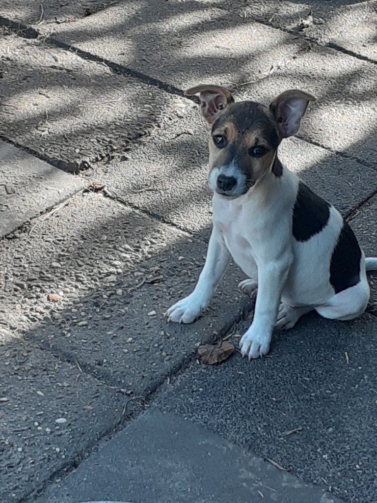 Boerenfox Pups, Dieren en Toebehoren, Jack Russell Terriër, 8 tot 15 weken, Meerdere, Meerdere dieren