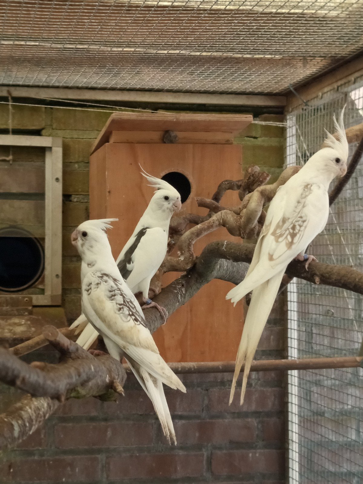 Valkparkiet vandaag uitgevlogen, Meerdere dieren, Parkiet