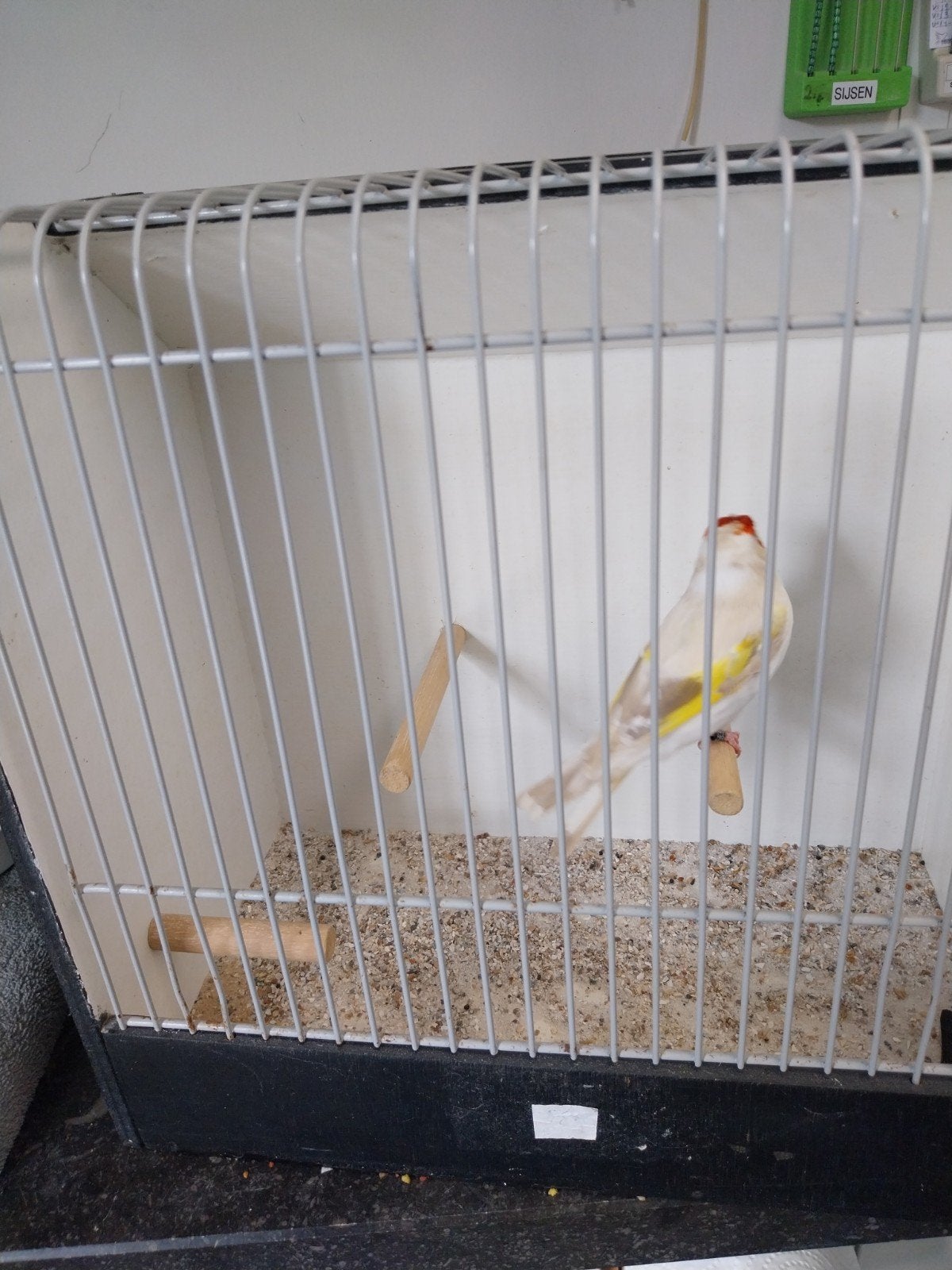 Putter pop, Dieren en Toebehoren, Vogels | Overige Vogels, Vrouwelijk, Wildzangvogel