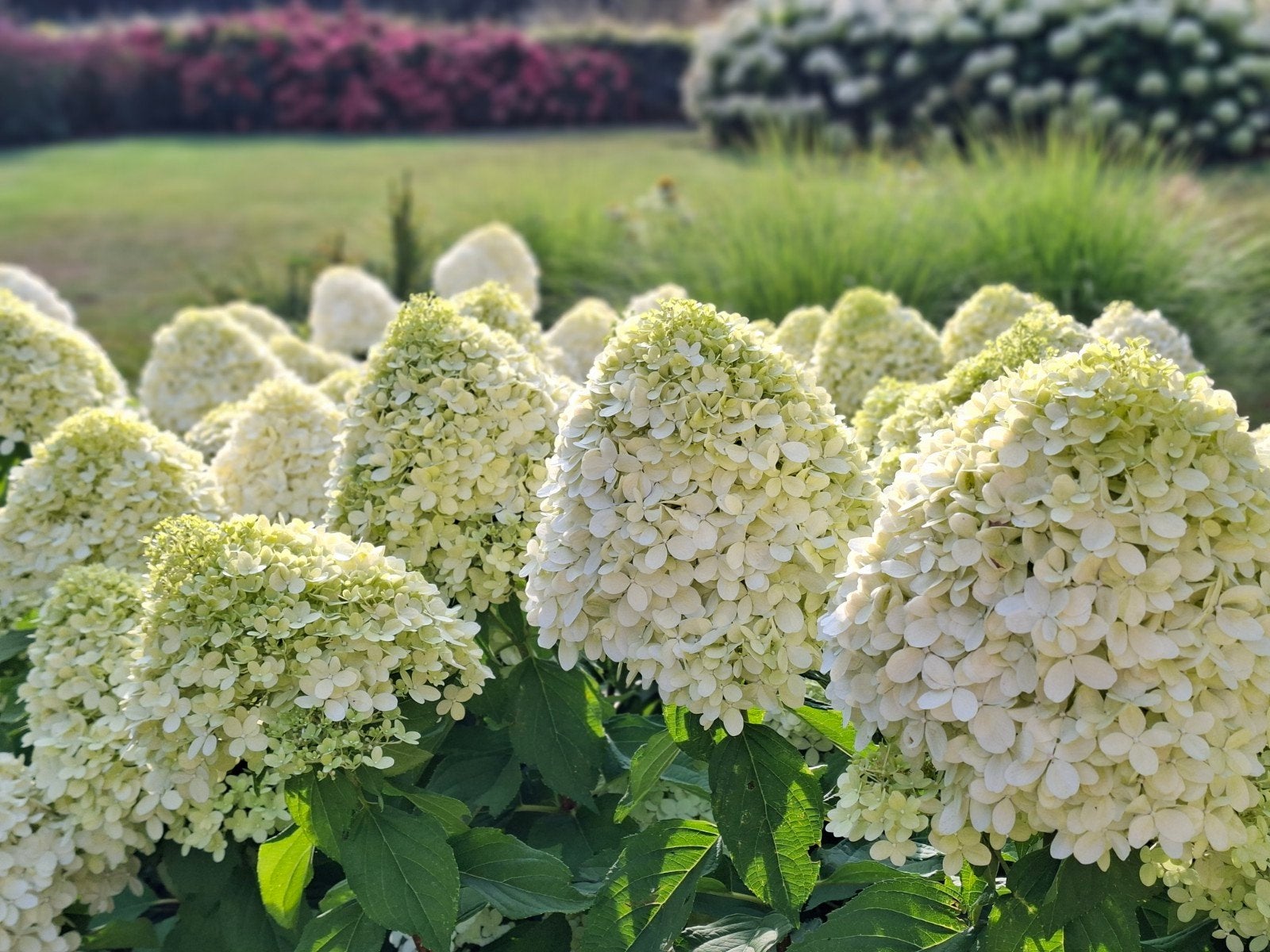 Hydrangea Paniculata limelight. Pluimhortensia, Ophalen of Verzenden, Zomer, Overige soorten, Halfschaduw