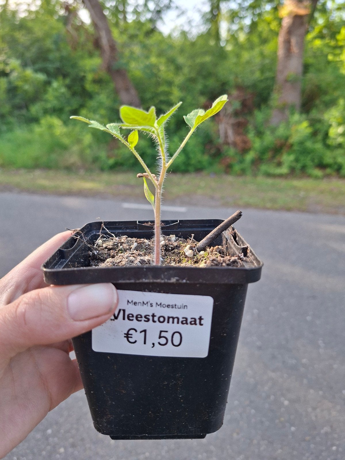 Vleestomaat plantje te koop in 't Loo Oldebroek, Ophalen, Eenjarig, Groenteplanten, Volle zon