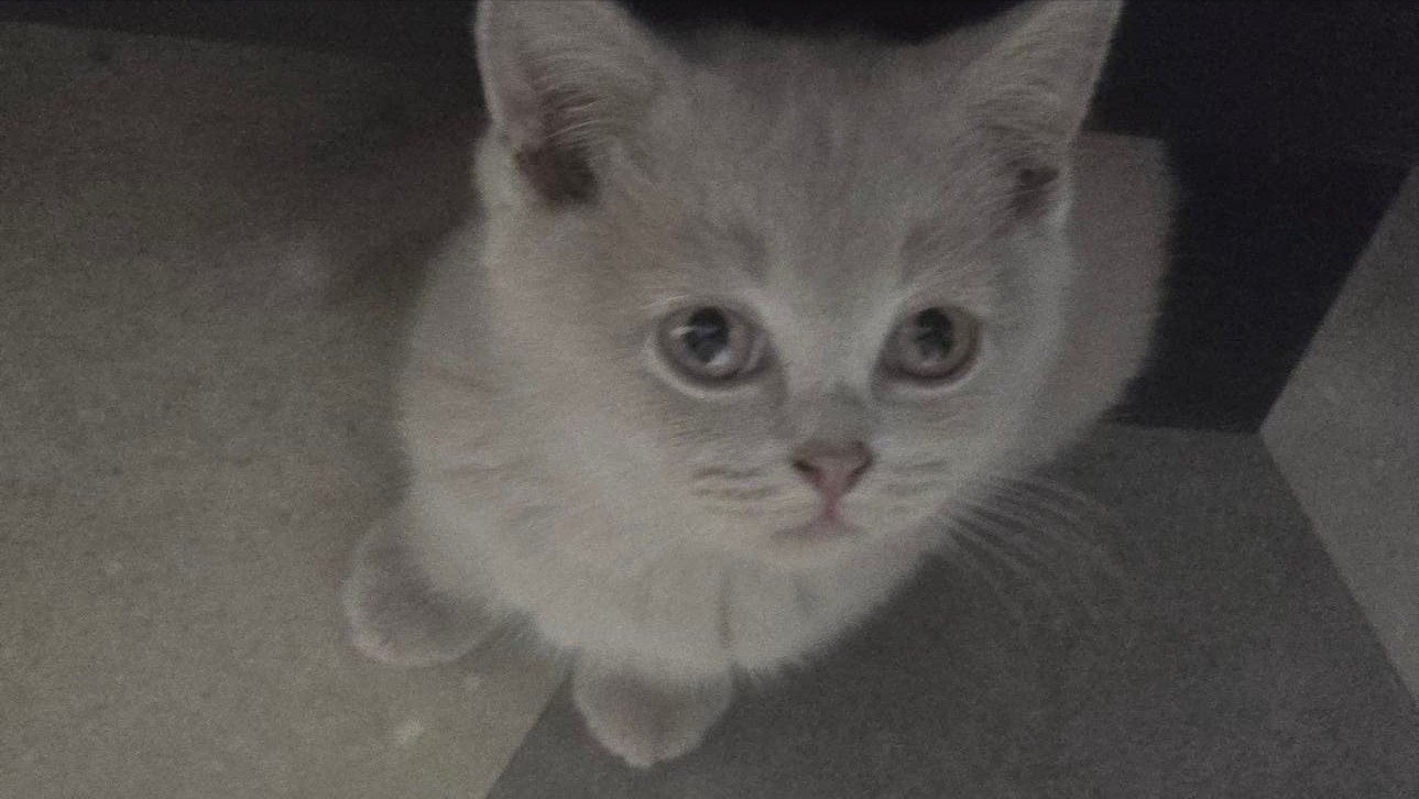 Foto 15 van Wij mogen verhuizen! Prachtige kittens met stamboom