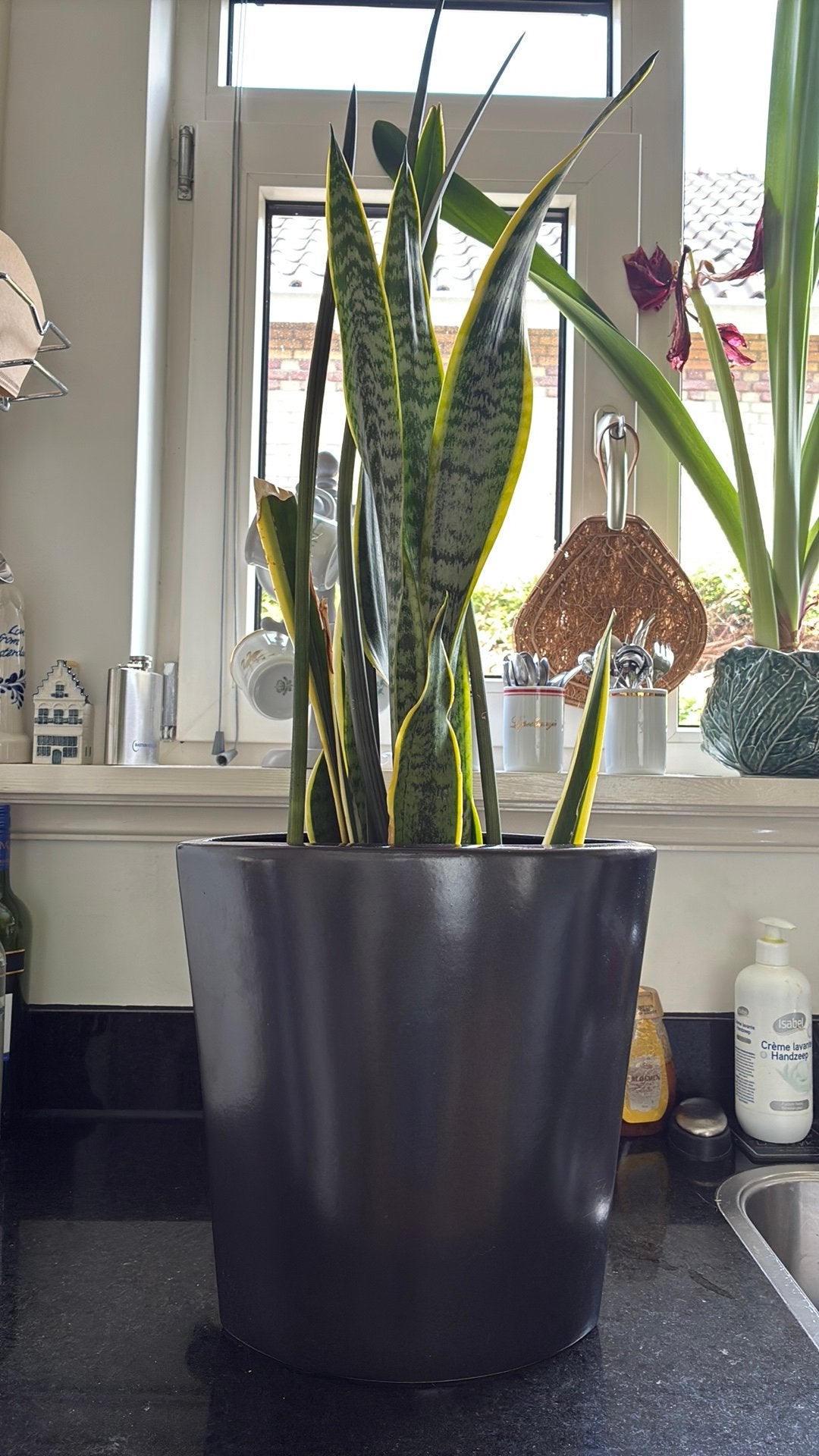 Kamerplant inclusief pot, Ophalen, Overige soorten, Halfschaduw, Minder dan 100 cm