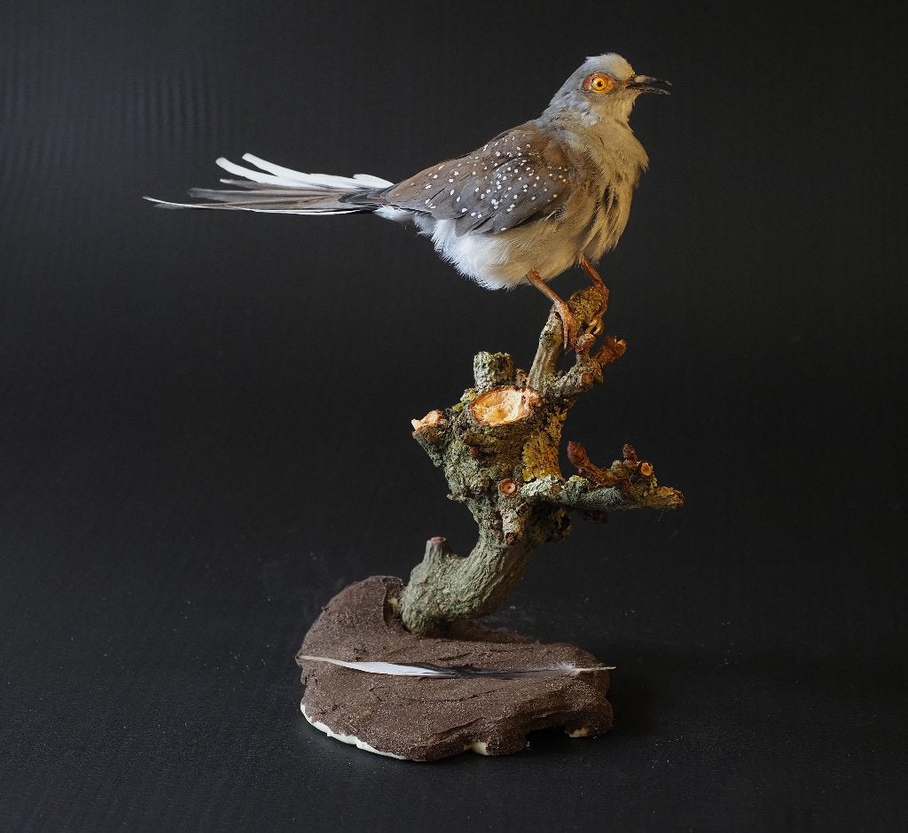 Opgezette Diamandduif, Verzamelen, Ophalen of Verzenden, Nieuw, Vogel, Opgezet dier