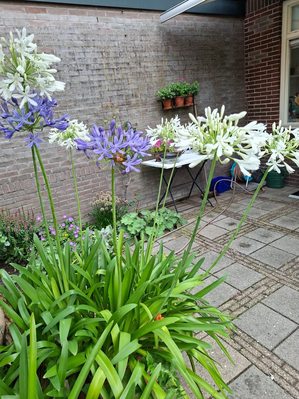 Agapanthus in grote terracottapot, Overige soorten, Volle zon, Vaste plant, Ophalen of Verzenden