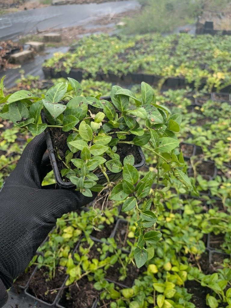 Vinca minor- maagdenpalm p9, Ophalen, Bodembedekkers, Volle zon, Vaste plant