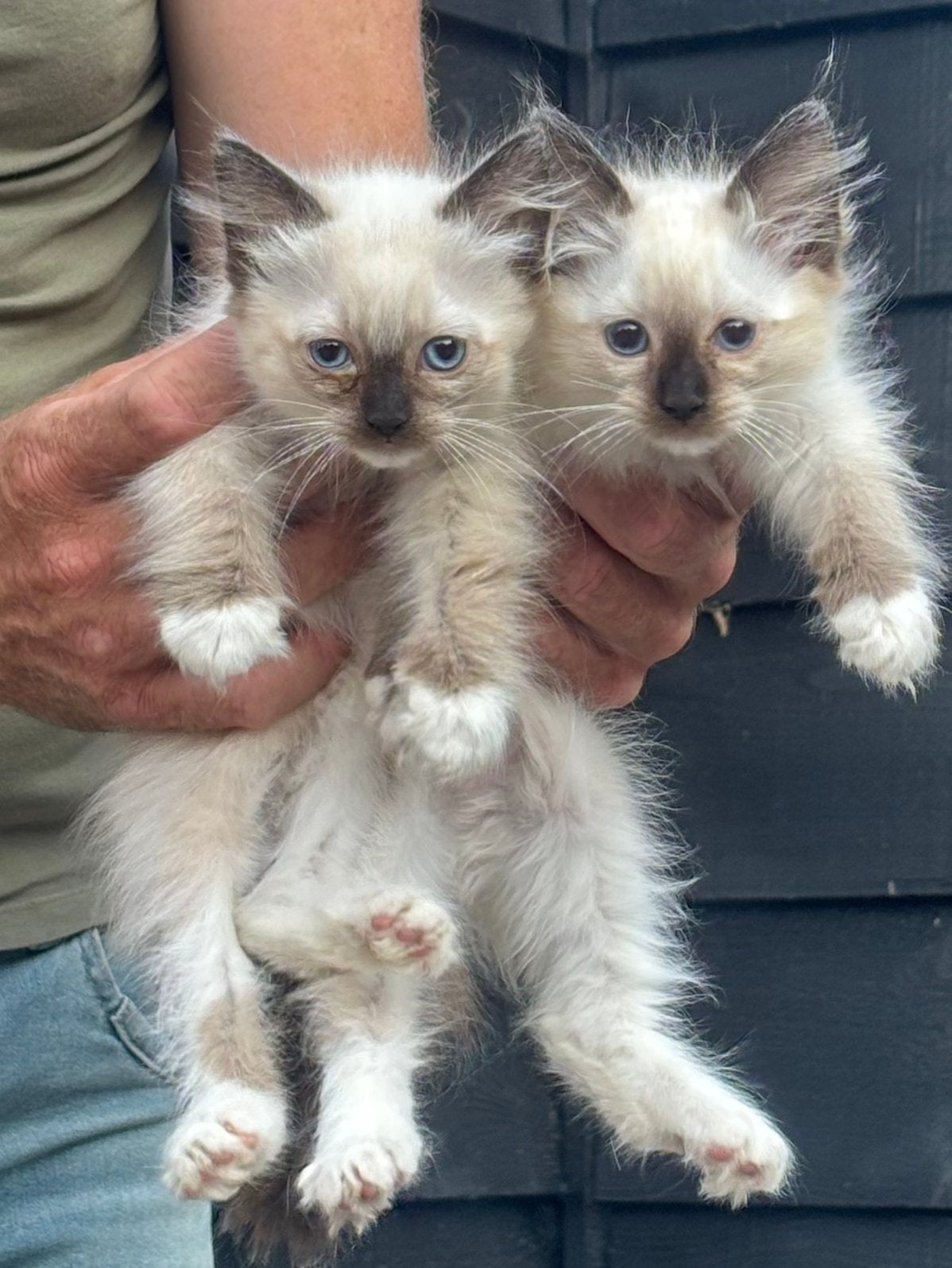 Ragdoll kittens, Meerdere dieren, Gechipt, 0 tot 2 jaar