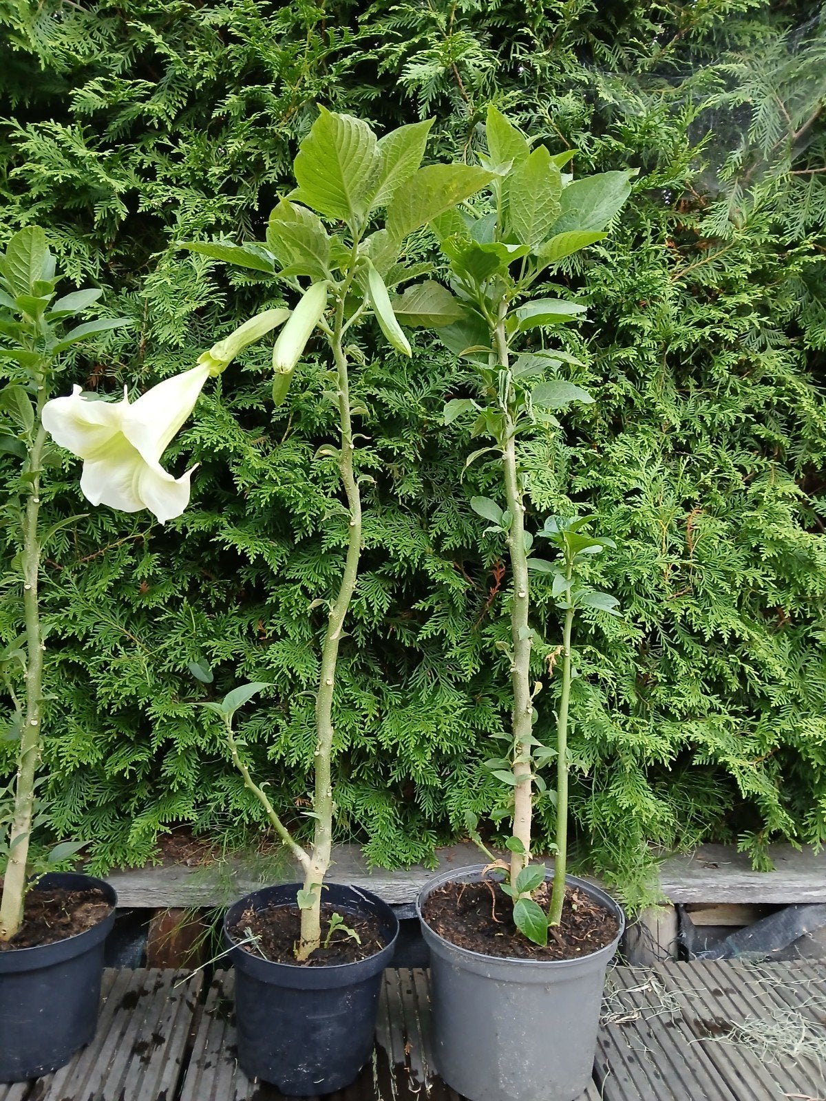 Brugmansia, Ophalen, Overige soorten, Minder dan 100 cm