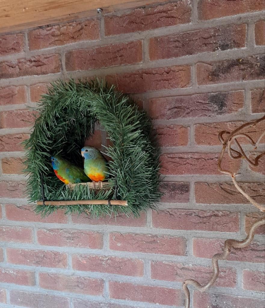 Beschut broednestje voor in volière, Dieren en Toebehoren, Ophalen of Verzenden, Hout, Vogelkooi