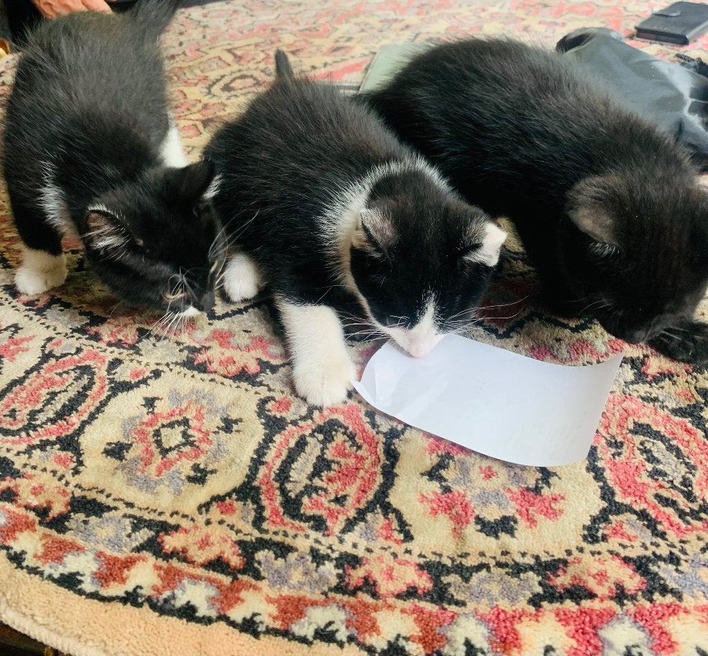 4 zwart witte Kittens, Dieren en Toebehoren, Katten en Kittens | Raskatten | Korthaar, Geslacht onbekend, 0 tot 2 jaar