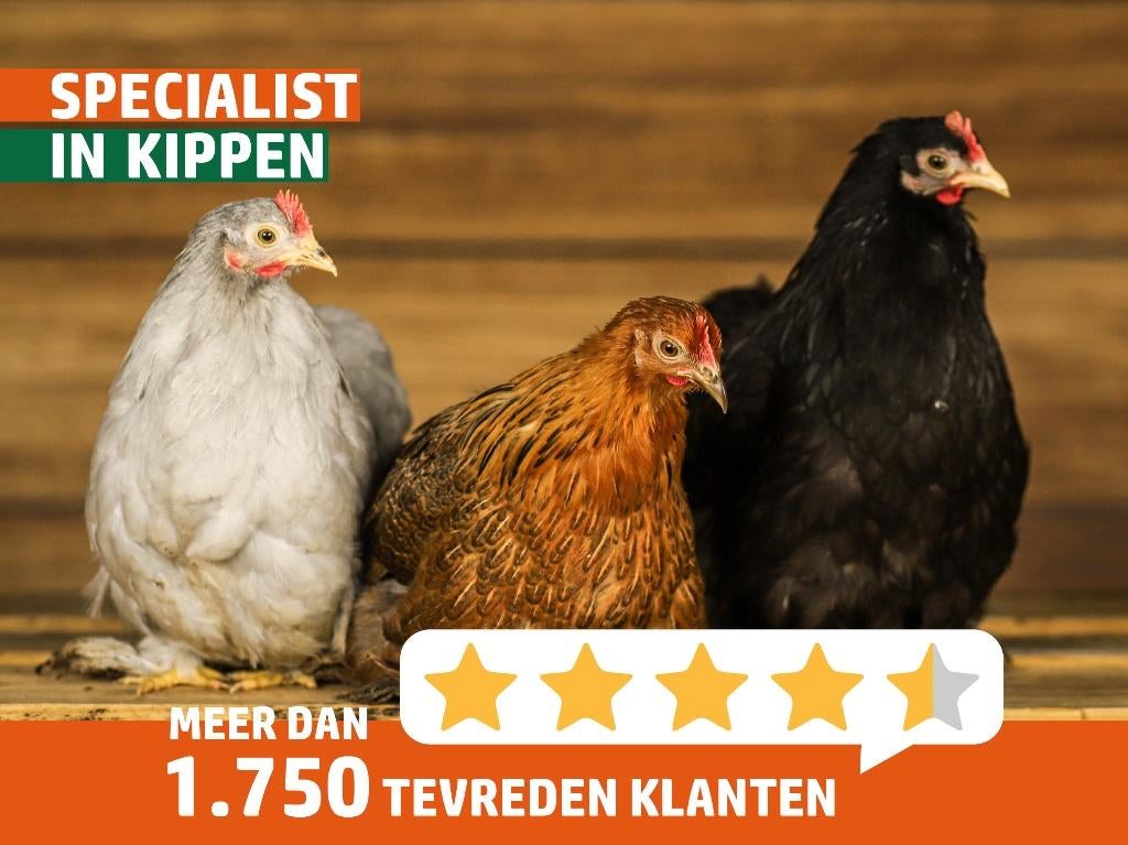 Cochin krielen | Vriendelijke kippen | Passend advies