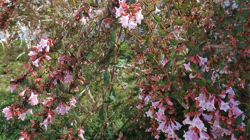 Abelia Rijkbloeiende Wintergroene Haagplanten, Ophalen of Verzenden, Overige soorten, Haag, Minder dan 100 cm