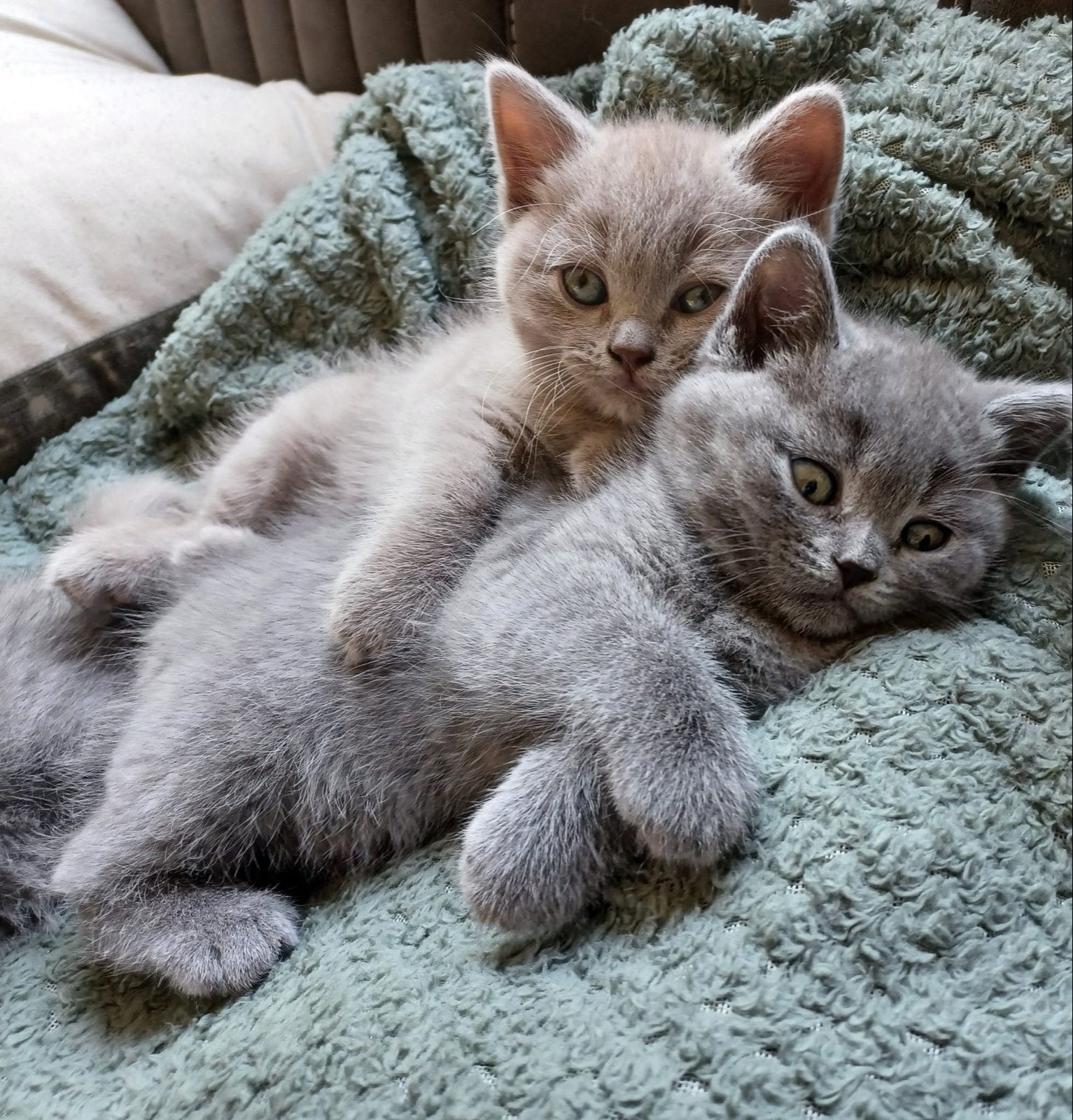 2 prachtige Britse Korthaar kittens beschikbaar, Dieren en Toebehoren, Meerdere dieren