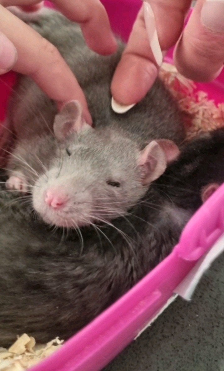 Lieve Tamme rat blauw/grijs, Dieren en Toebehoren, Rat, Juni, Mannelijk, Tam