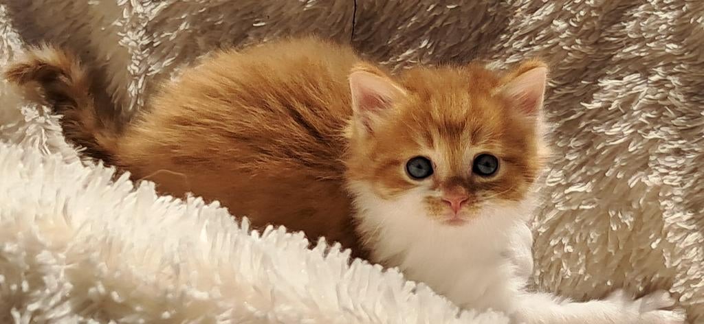 Superlieve kort- en langharige kittens, Dieren en Toebehoren, Katten en Kittens | Overige Katten, Meerdere dieren