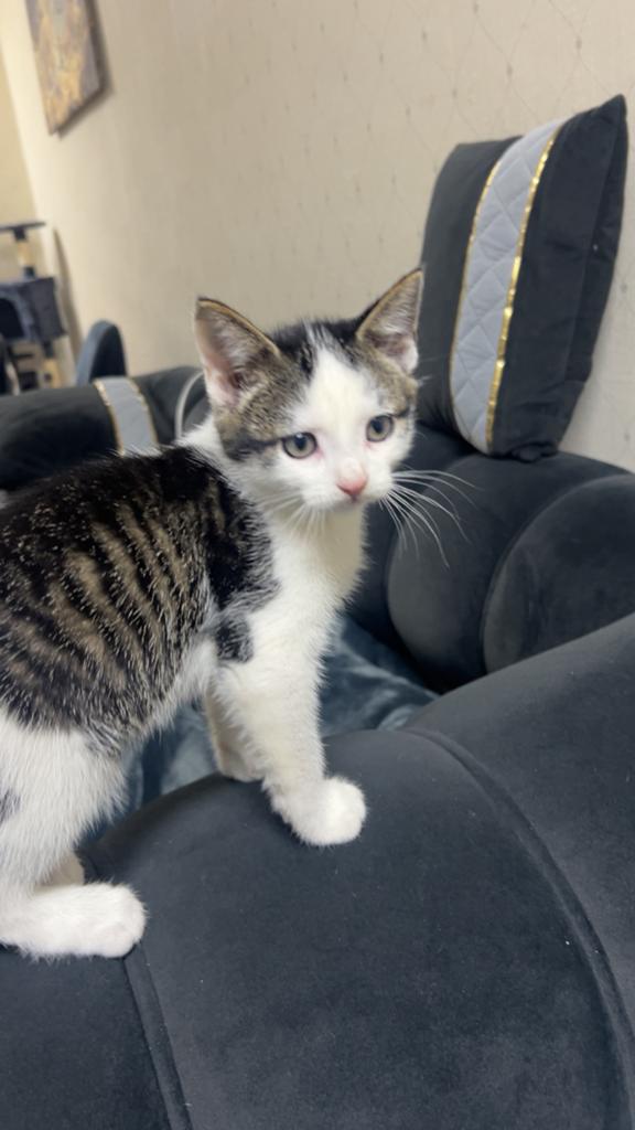 3 kittens, Dieren en Toebehoren, Meerdere dieren