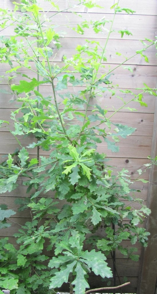 Jonge eikenboom voor in de tuin. Help de vogels. Zomereik, Tuin en Terras, Ophalen, Bloeit niet, Halfschaduw, Overige soorten