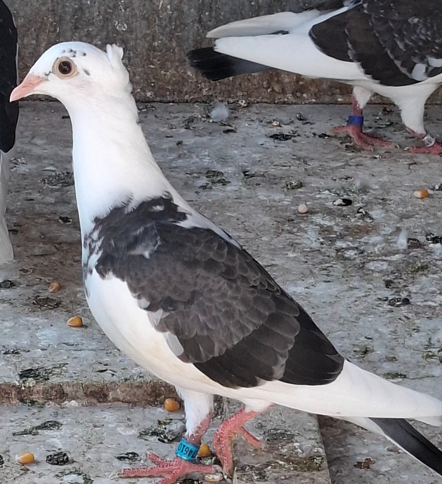 postduiven Jan Aarden, Meerdere dieren, Postduif