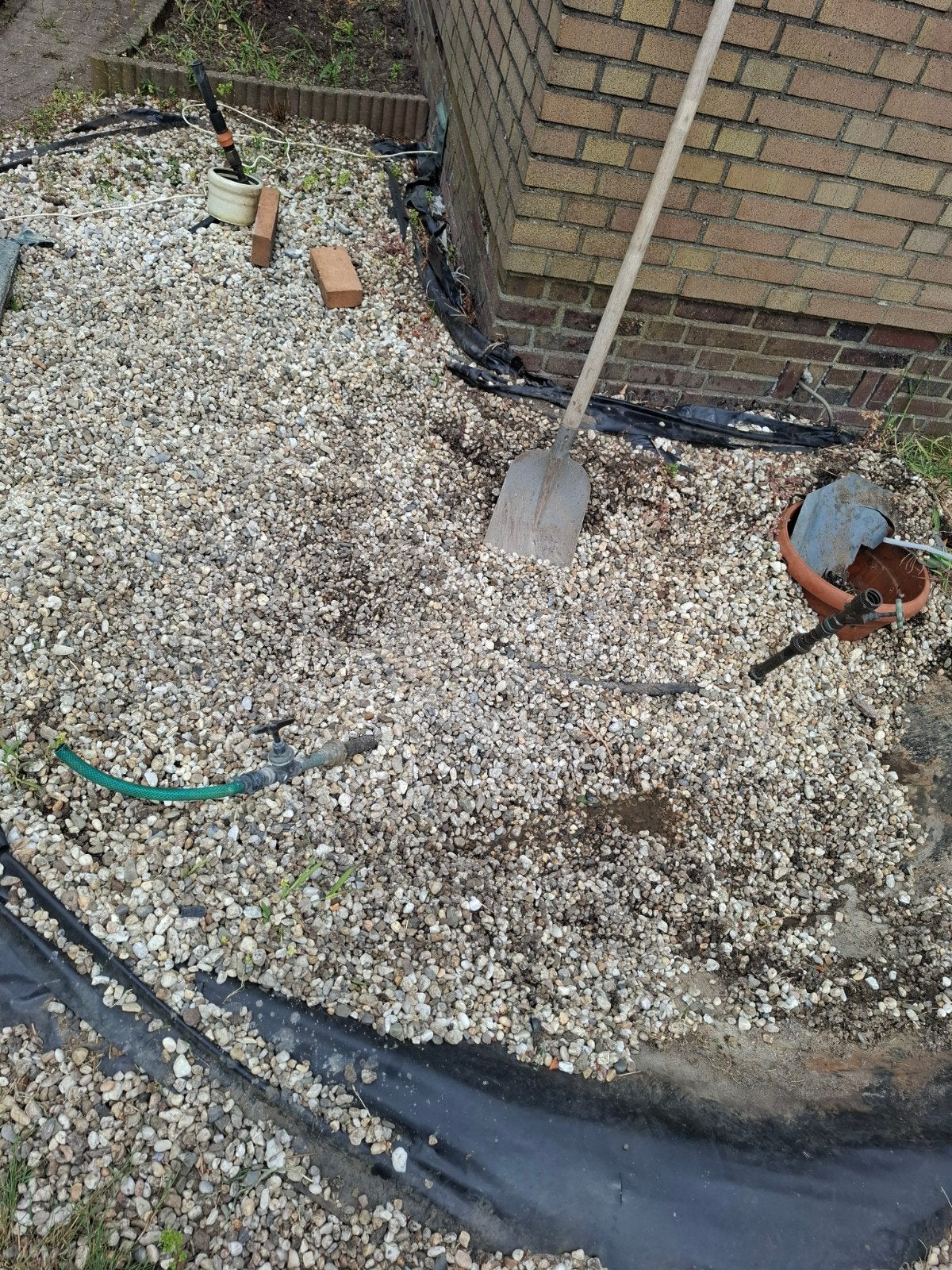 Gratis ophalen witte steentjes groot en klein, Mannelijk, Kip