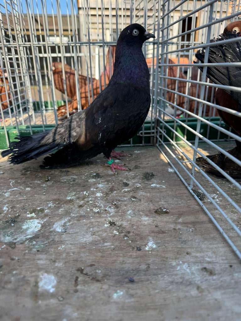 Oosterse roller (mix vlieg/show), Meerdere dieren