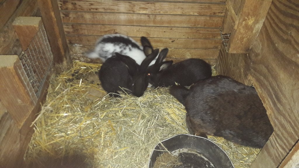Konijn met 3 jongen, Dieren en Toebehoren, Konijnen, Meerdere dieren, Middelgroot, 0 tot 2 jaar