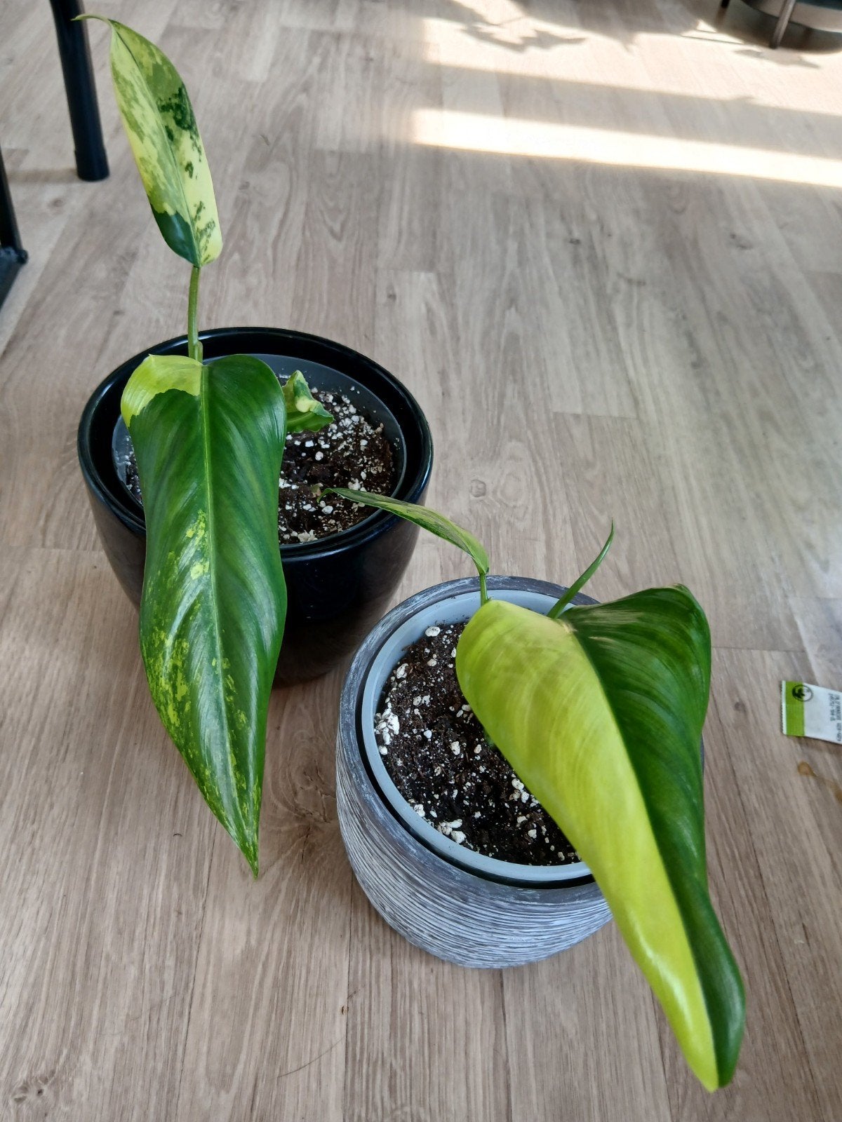 Philodendron Domesticum variegata, Huis en Inrichting, Kamerplanten, Ophalen of Verzenden, Halfschaduw, Minder dan 100 cm