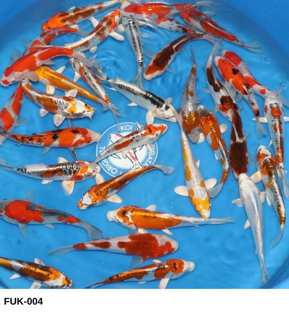 Tosai HQ 16-20cm, Karper of Koi