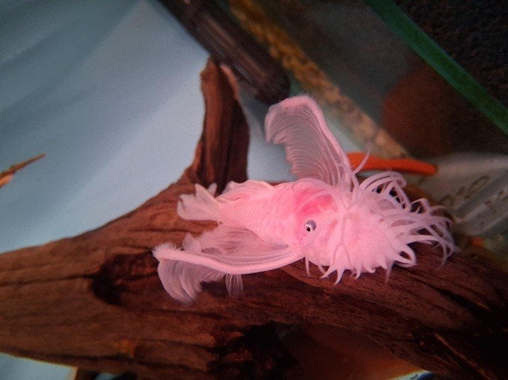 Ancistrus snow white long vin 3-3,5 cm!!!, Dieren en Toebehoren, Vissen | Aquariumvissen, Vis, Zoetwatervis
