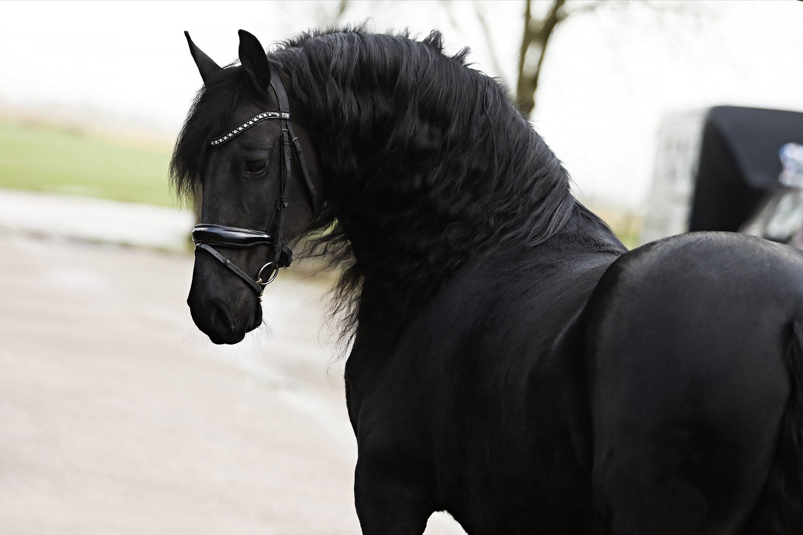 Meerdere frieze paarden, Dieren en Toebehoren, Merrie