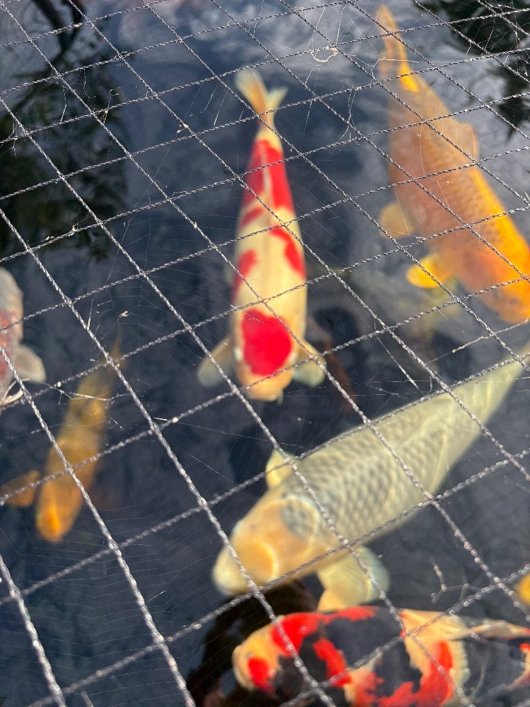High quality Koi Karpers, Dieren en Toebehoren, Vissen | Vijvervissen, Karper of Koi