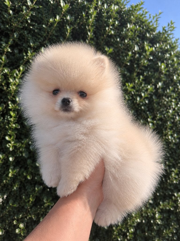 Pomeriaan pup, Dieren en Toebehoren, Particulier, Keeshond, 15 weken tot 1 jaar, Buitenland