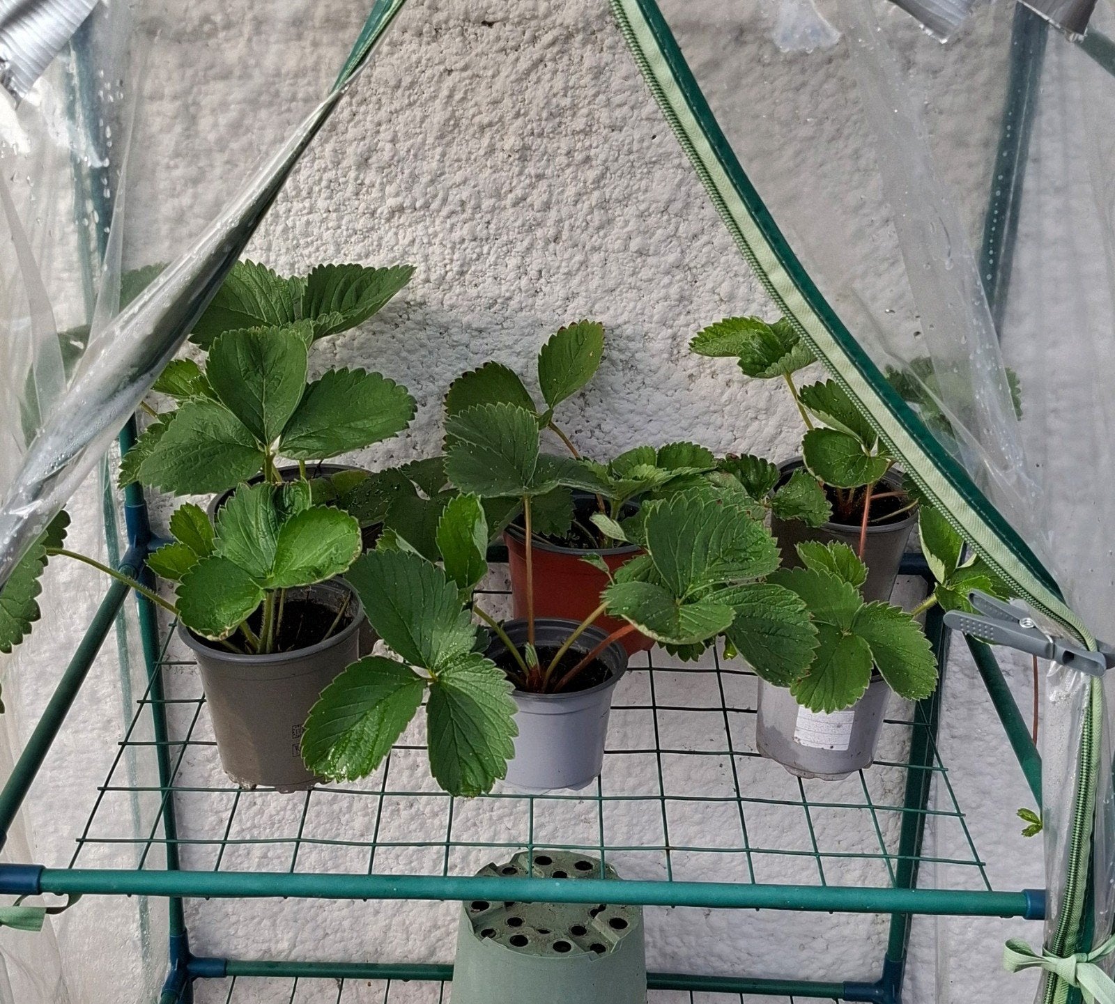 planten, Ophalen, Volle zon