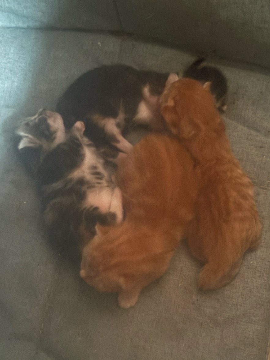 Nieuw nestje kittens zoeken nieuw huisje in Retie, Dieren en Toebehoren, Meerdere dieren, Kortharig, 0 tot 2 jaar