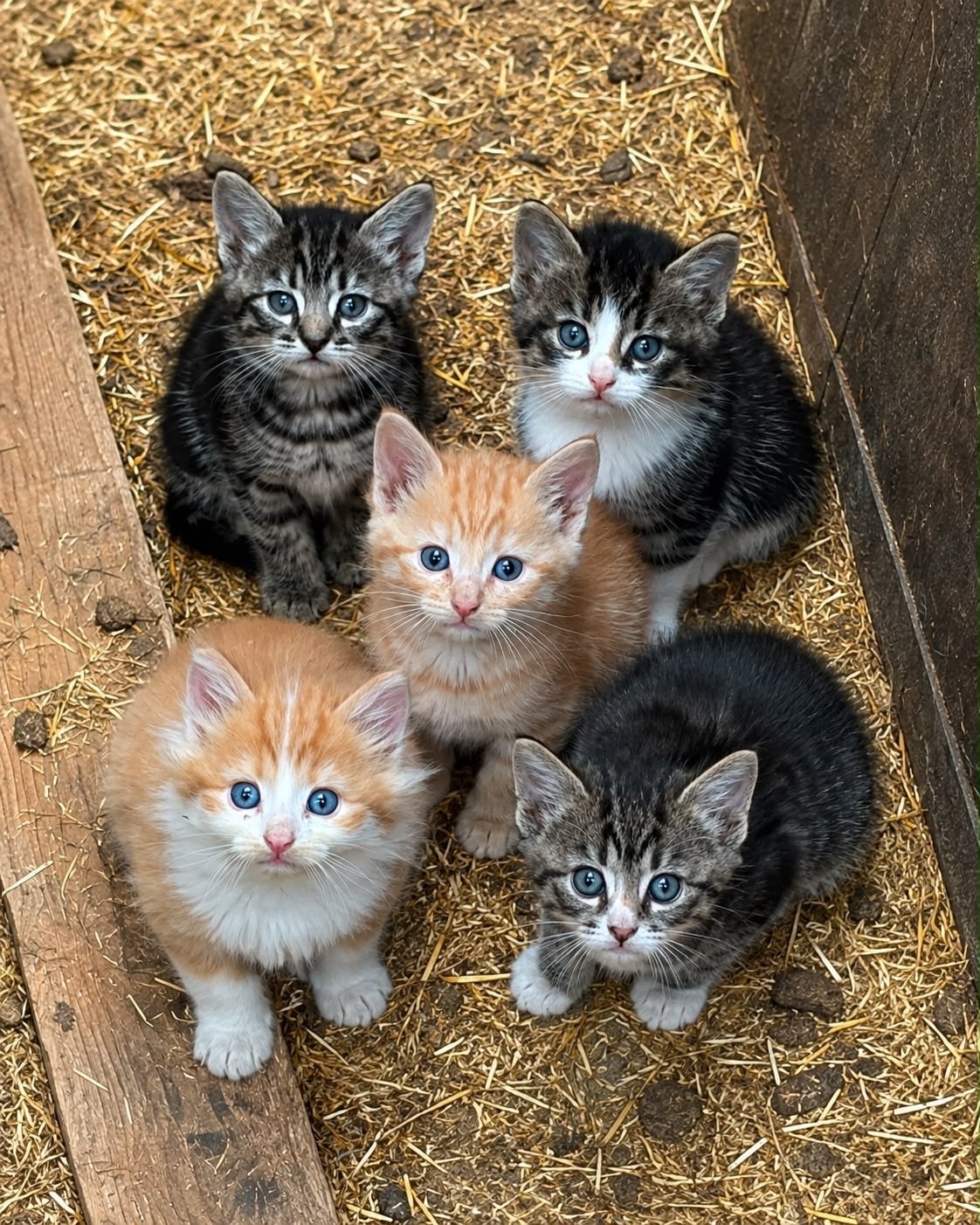 Knappe (half) langharige boerderij kittens!, Meerdere dieren, Langharig, 0 tot 2 jaar