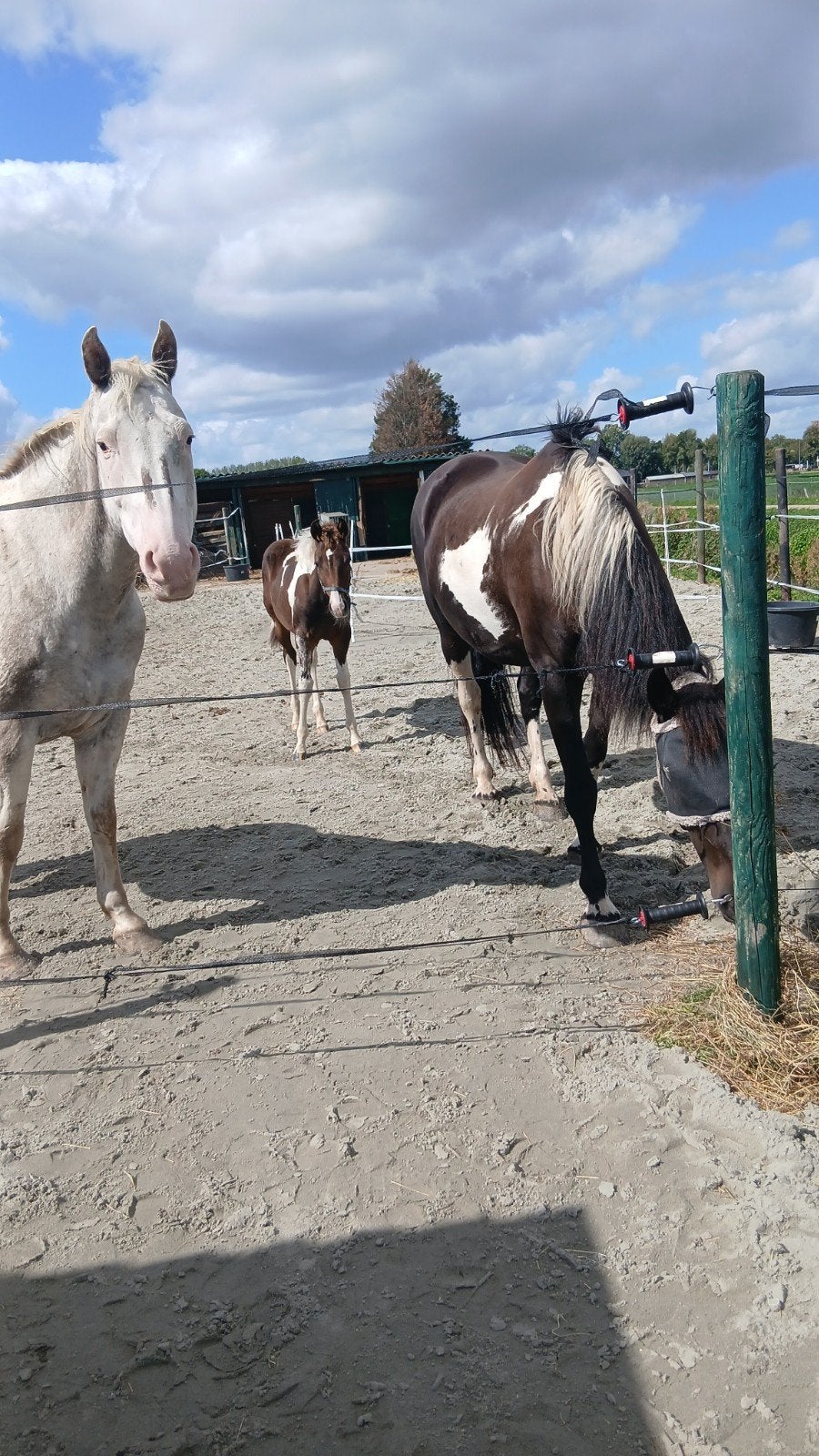 stalhulp gezocht kleine vergoeding of verzorg paard, Dieren en Toebehoren