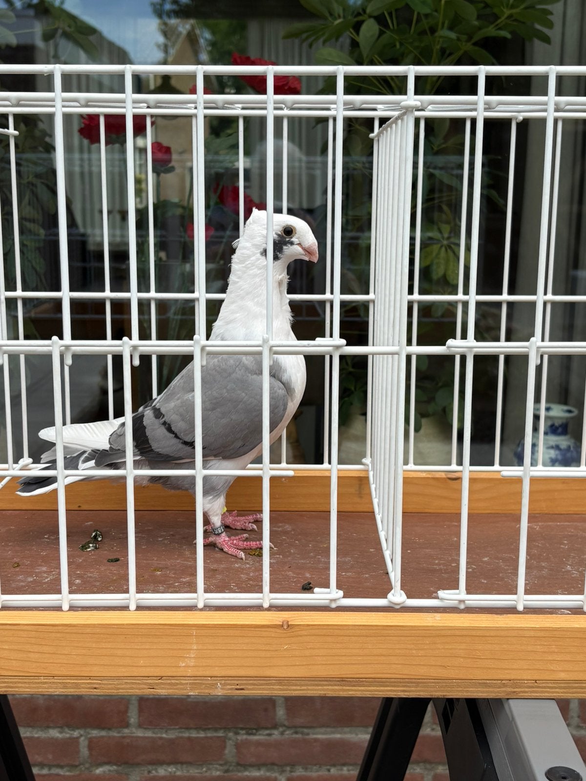 Oud Hollandse Meeuwen Sierduiven, Dieren en Toebehoren, Vogels | Duiven, Geslacht onbekend
