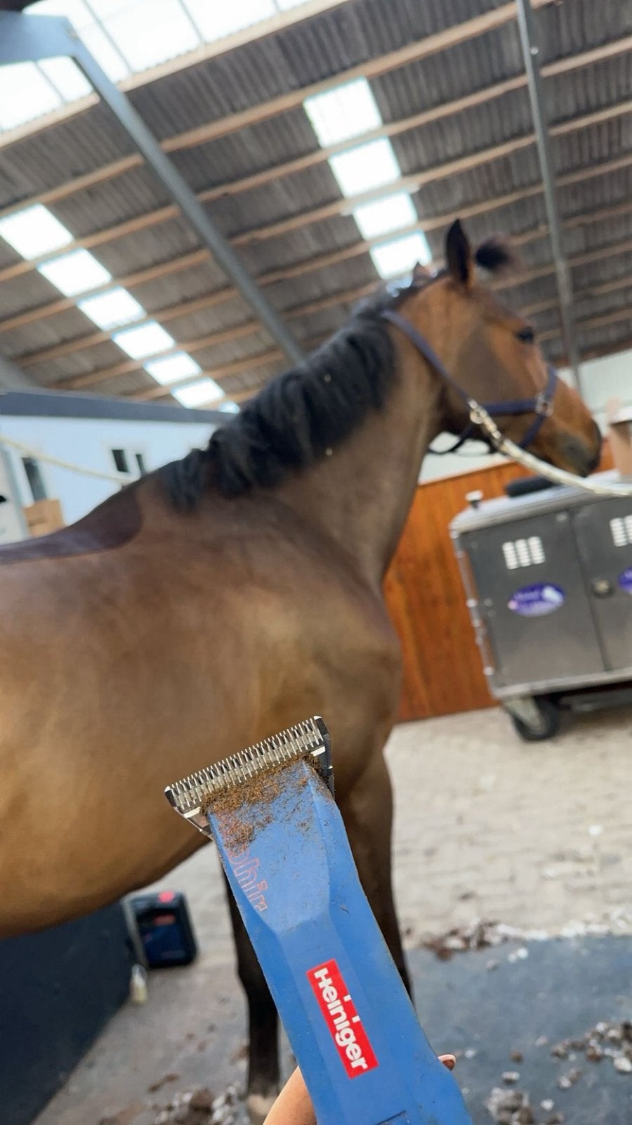 Paarden en ponys scheren drenthe