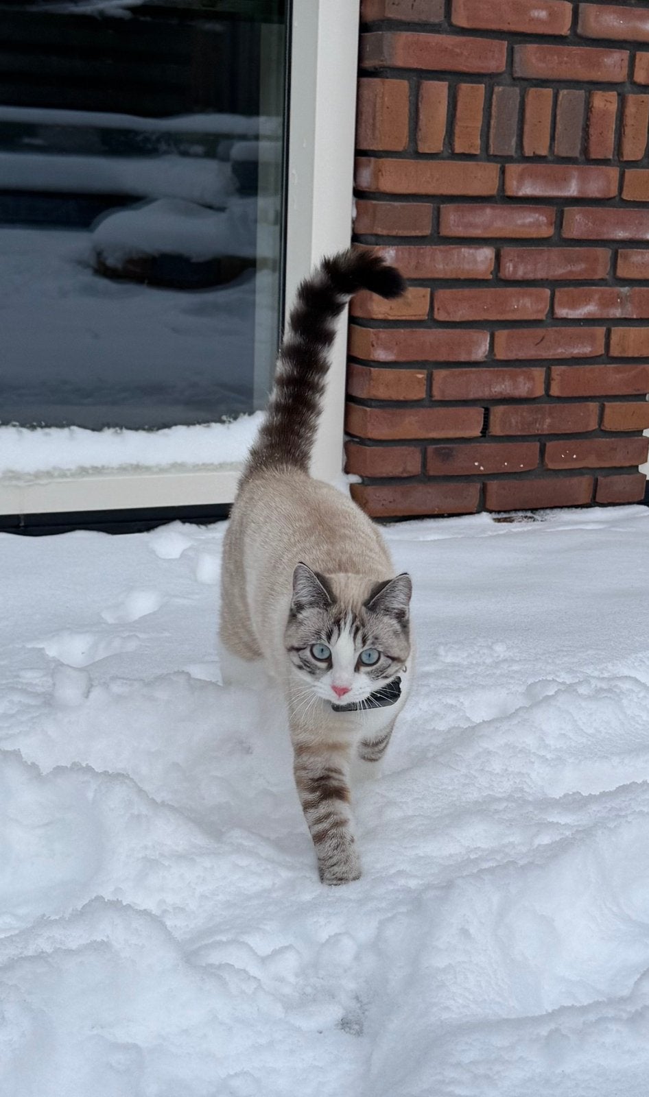 VERMIST: Onze lieve kat Mila – Hurdegaryp, Dieren en Toebehoren, Kat