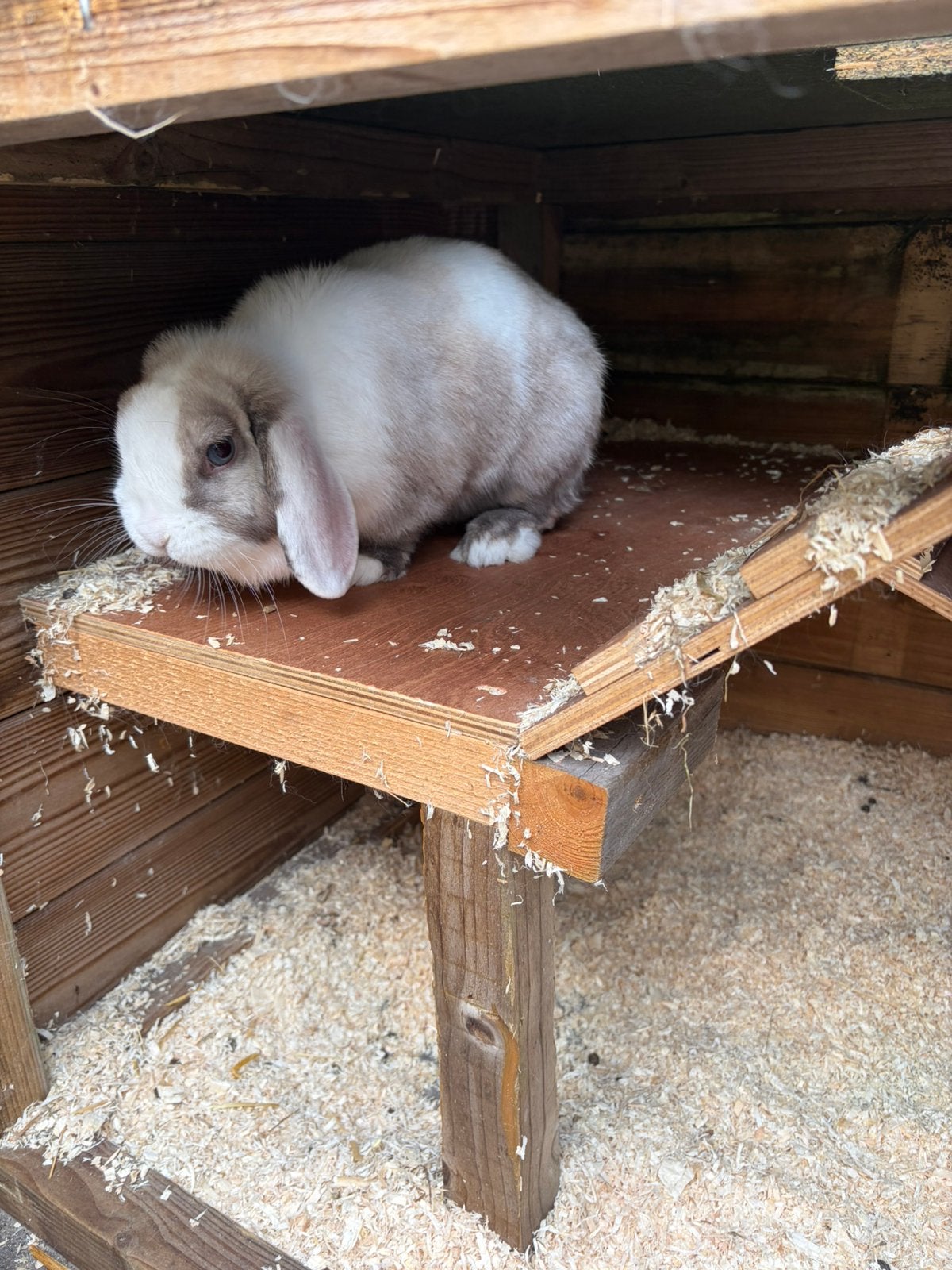 Twee Minilops vrouwtje en mannetje, Dieren en Toebehoren, Konijnen, Meerdere dieren, Klein, 0 tot 2 jaar