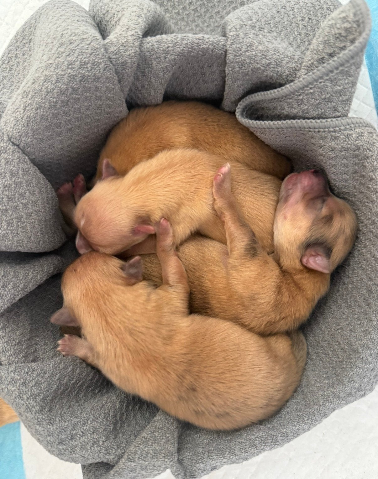 Pomchi pups, Parvo, 8 tot 15 weken, Meerdere, Nederland