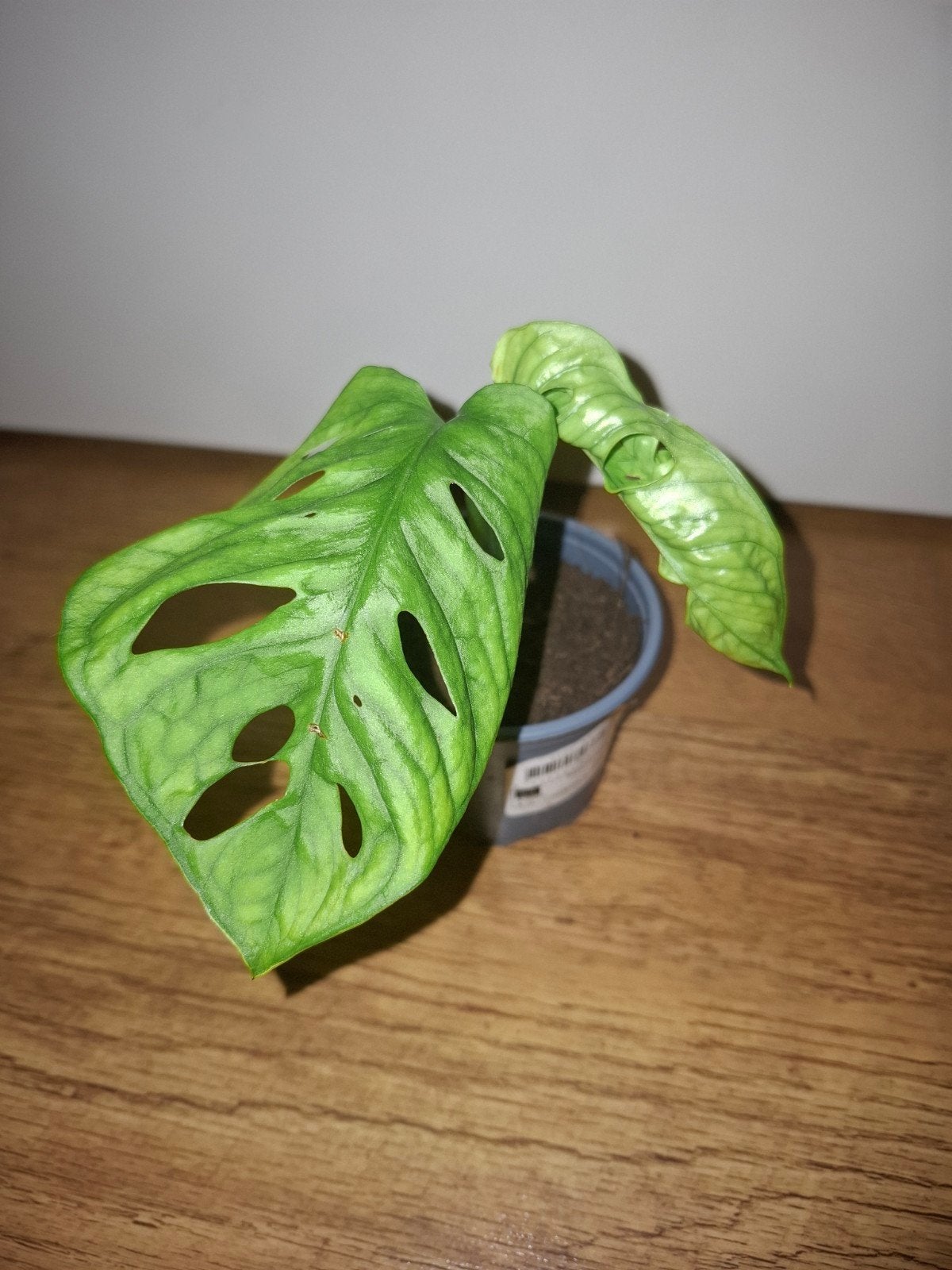 Monstera adansonii, Huis en Inrichting, Kamerplanten, Ophalen, Overige soorten, Halfschaduw, Minder dan 100 cm
