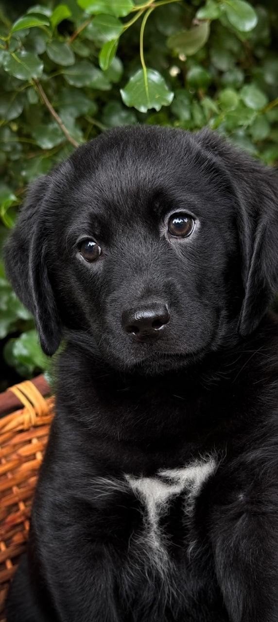stralende labdrador retriever kruising puppies...., Nederland, Overige rassen, 8 tot 15 weken, Meerdere