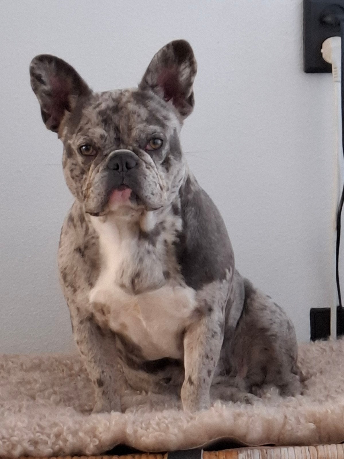 Franse Bulldog Teefje, Dieren en Toebehoren, 1 tot 2 jaar, Teef, Bulldog, Eén hond