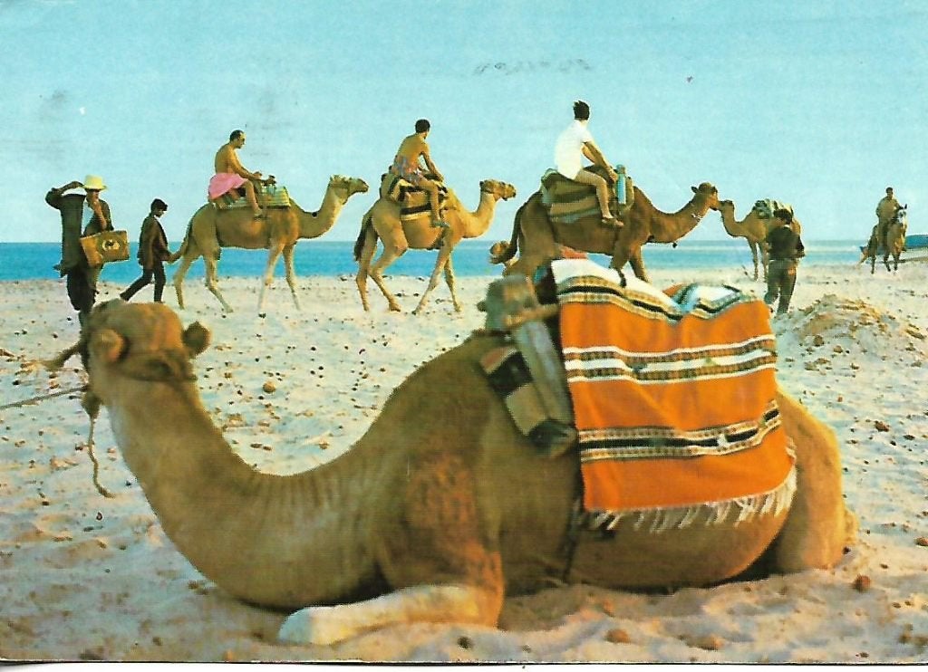 Dieren- -Kamelen., Ophalen of Verzenden, 1980 tot heden, Gelopen, Overige soorten