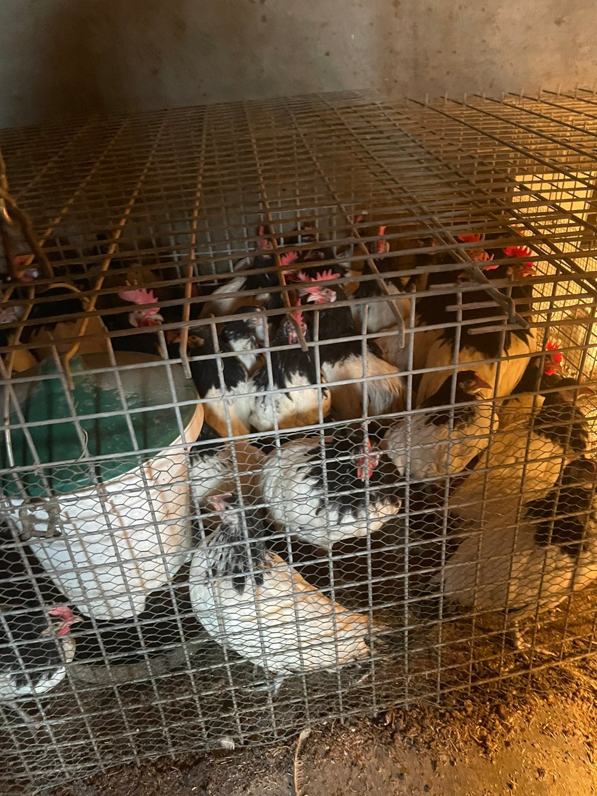 Laken velder kippen grote soort, Dieren en Toebehoren, Meerdere dieren, Kip