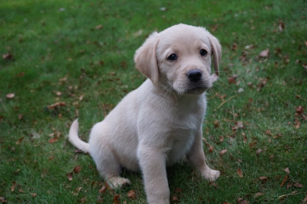 Golden Retriever x Labrador pups, Golden retriever, CDV (hondenziekte), 8 tot 15 weken, Meerdere