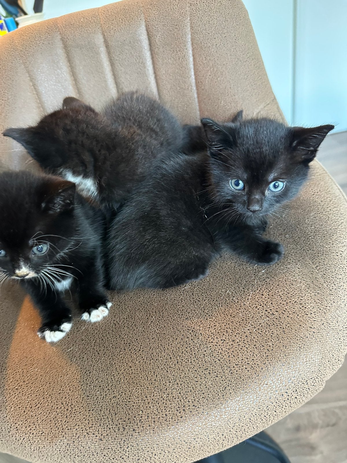 Kittens mogen volgende week al weg