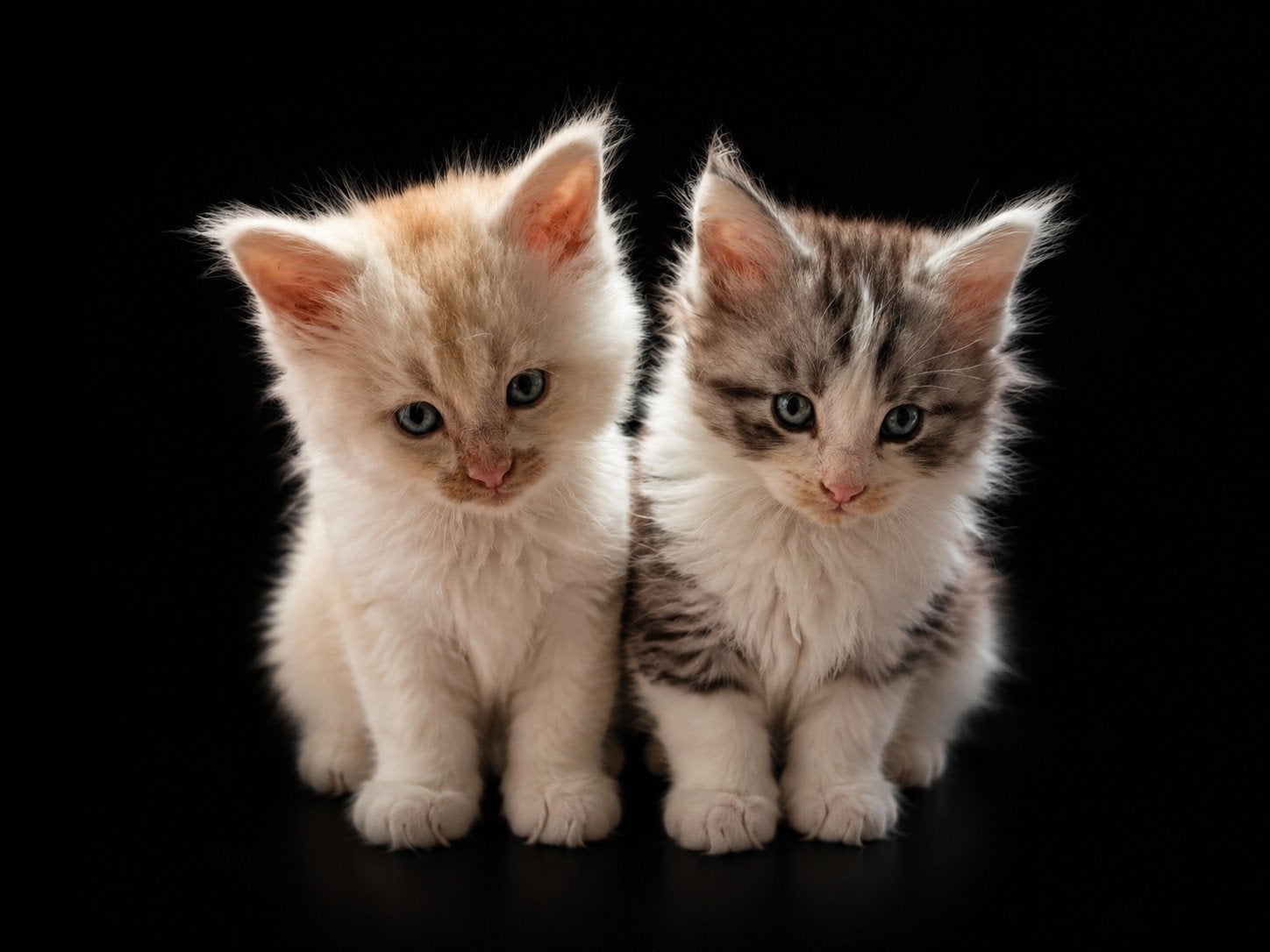 Mooie maincoons poesje rood/wit, Dieren en Toebehoren, Poes