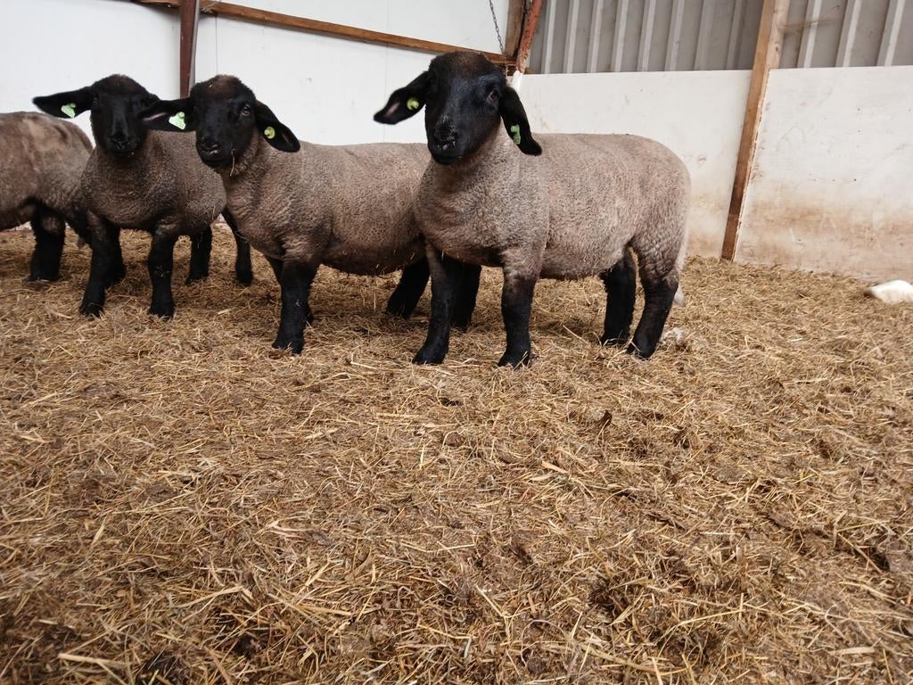 Stamboek suffolk ooien, Dieren en Toebehoren, 0 tot 2 jaar