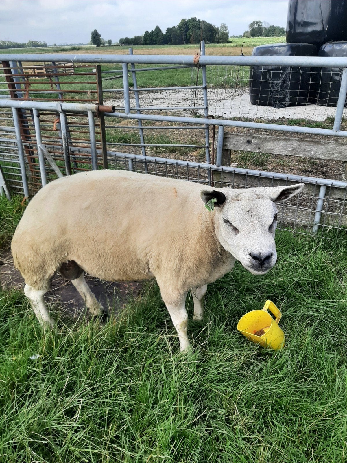Texelaar dekram, springram, ram, Mannelijk, Schaap